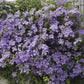 Viticella Emilia Plater Clematis Vine