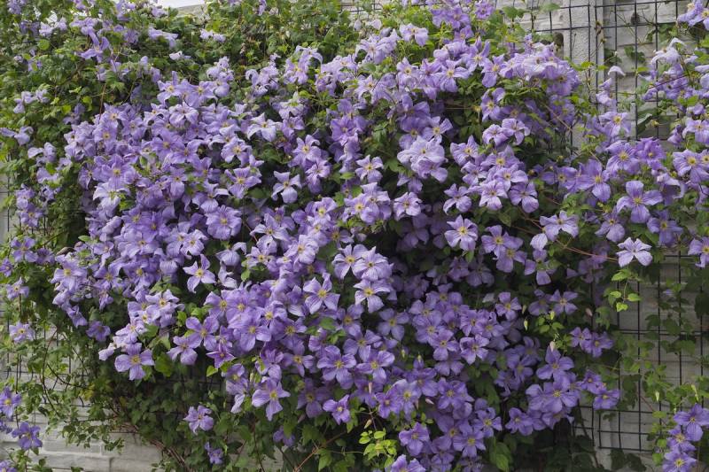 Viticella Emilia Plater Clematis Vine