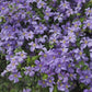 Viticella Emilia Plater Clematis Vine