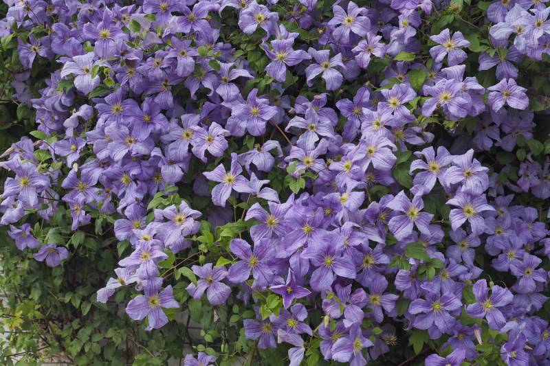 Viticella Emilia Plater Clematis Vine