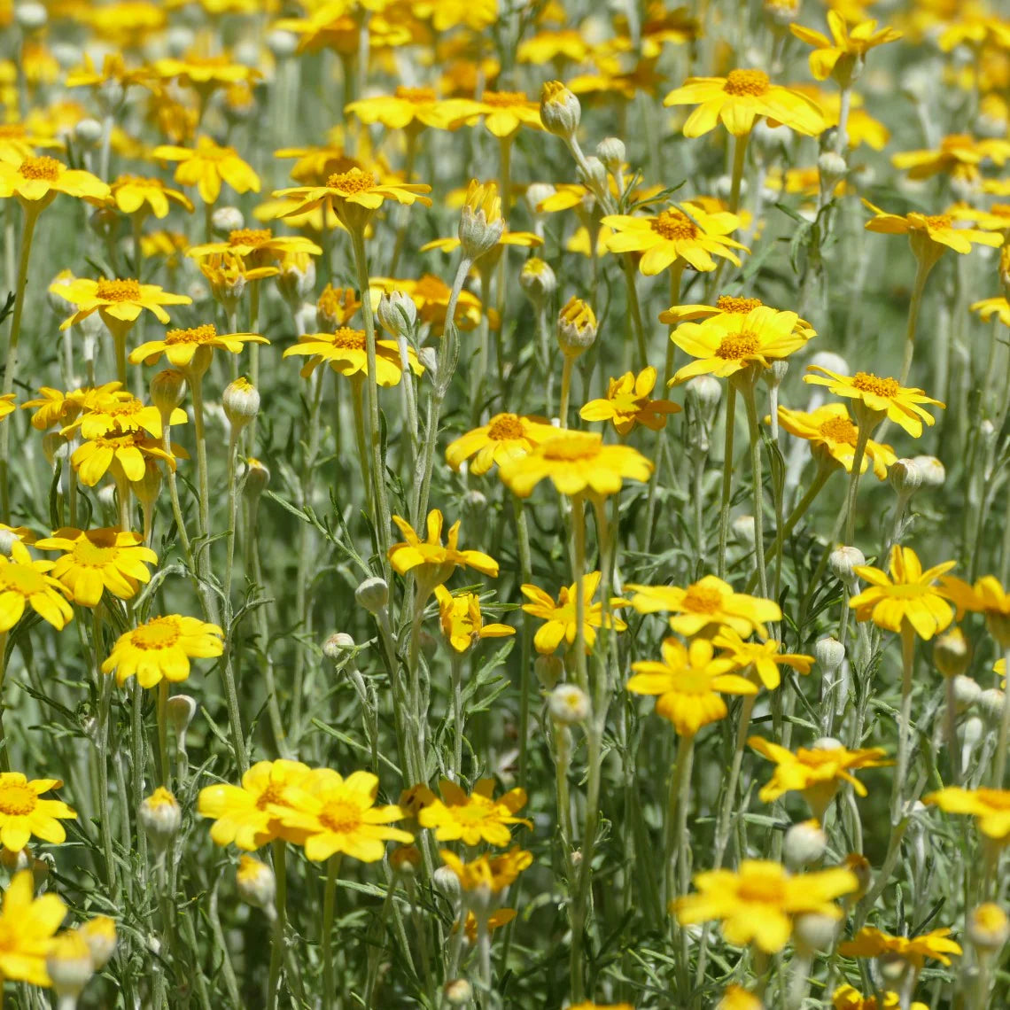 Common Woolly Sunflower-Wildflower Seeds online shopping
