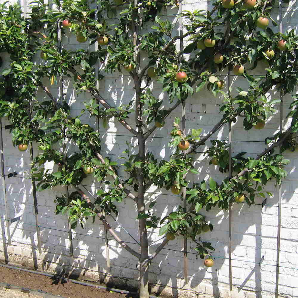 Apple Tree - Pommier