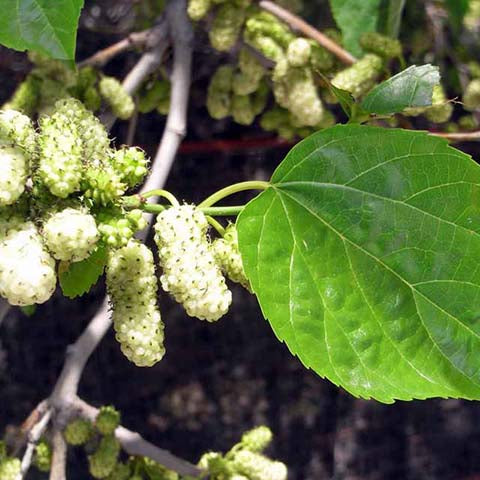 Mulberry Tree - Mûrier