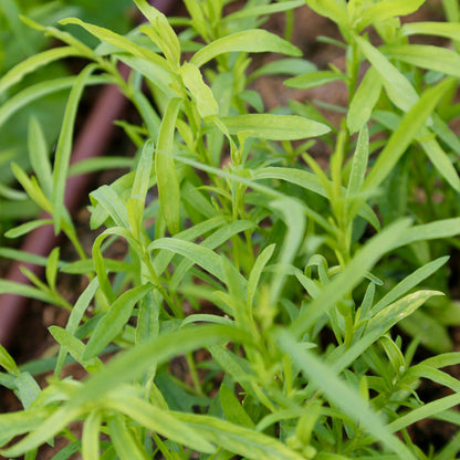 Tarragon - Estragon online shopping