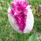 Eyelash Tulip Bulbs