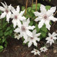 Vancouver™ Fragrant Star Clematis Vine
