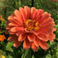 Benary's Giant Salmon Rose Zinnia Seeds online shopping