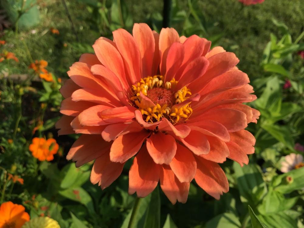 Benary's Giant Salmon Rose Zinnia Seeds online shopping