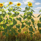 Mongolian Giant Sunflower Seeds online shopping