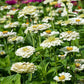 Polar Bear Zinnia Seeds online shopping