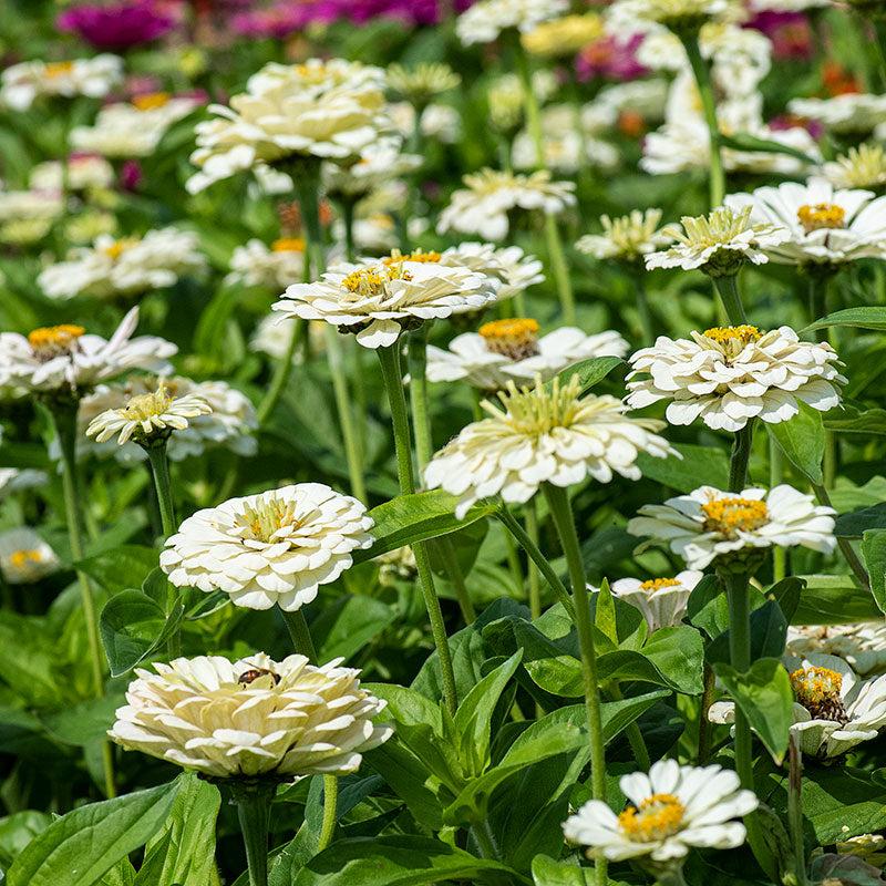Polar Bear Zinnia Seeds online shopping