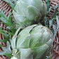 Green Globe Artichoke Seeds online shopping