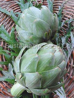 Green Globe Artichoke Seeds online shopping