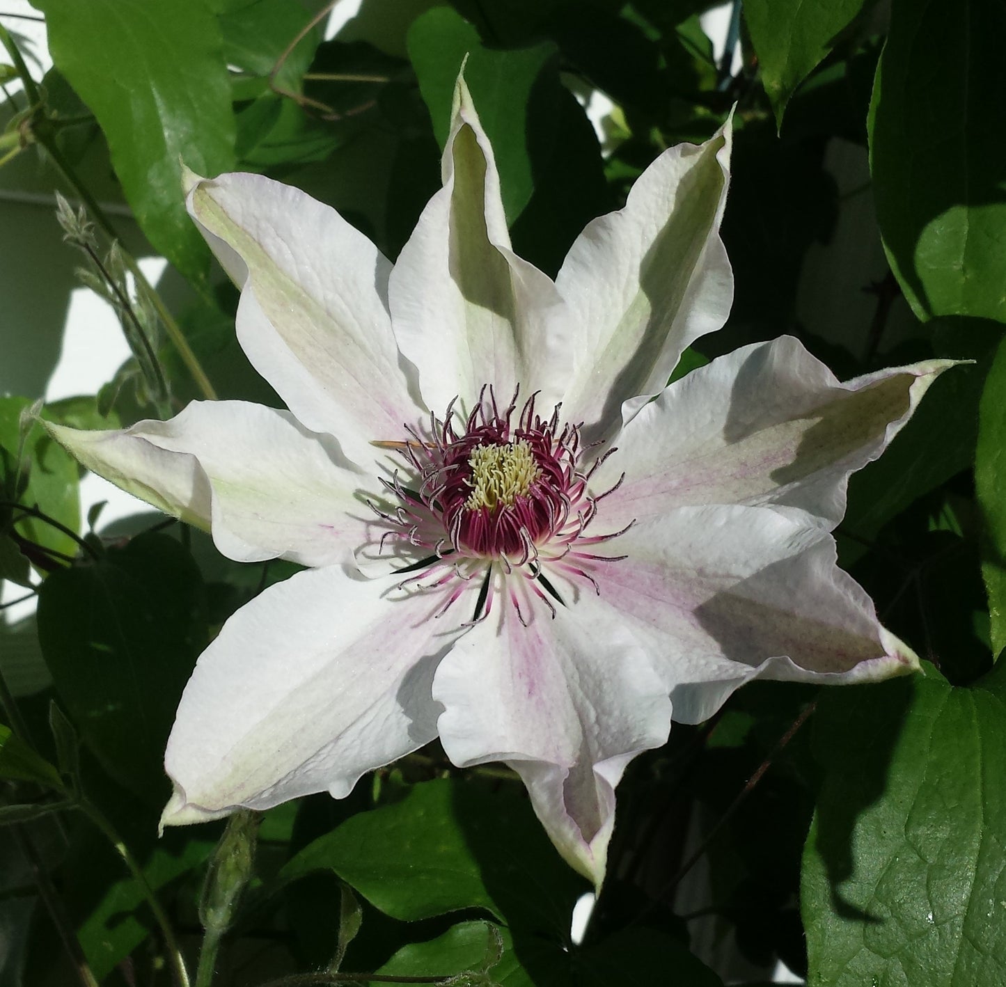Vancouver™ Fragrant Star Clematis Vine