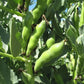 Windsor Broad Bean Seeds online shopping