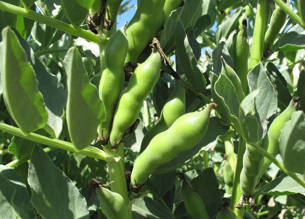 Windsor Broad Bean Seeds online shopping