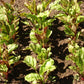 Cylindra Beet Seeds online shopping