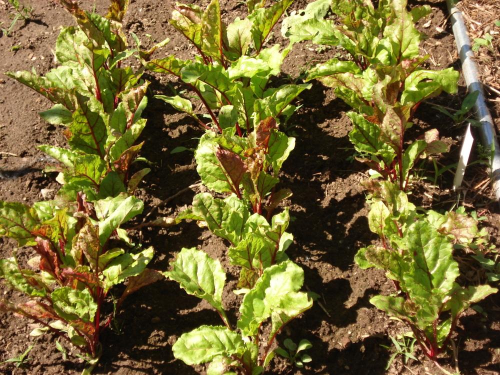 Cylindra Beet Seeds online shopping