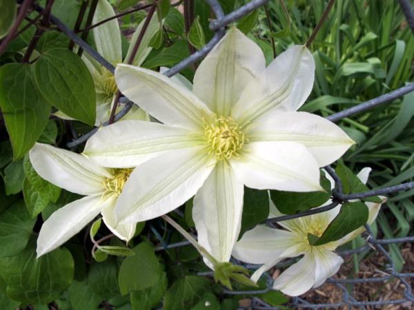 Moonlight Clematis Vine