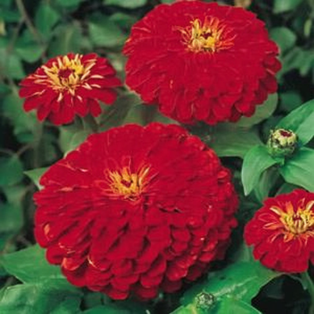 Cherry Queen Zinnia Seeds online shopping