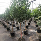 Citrus Trees - Arbres d'Agrumes