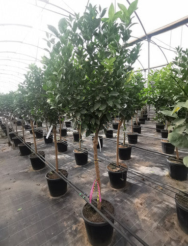 Citrus Trees - Arbres d'Agrumes