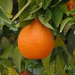 Fina Sodea Clementine Budwood citrus plant material online shopping
