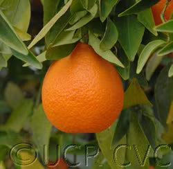 Fina Sodea Clementine Budwood citrus plant material online shopping