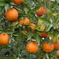 Fina Sodea Clementine Budwood citrus plant material online shopping