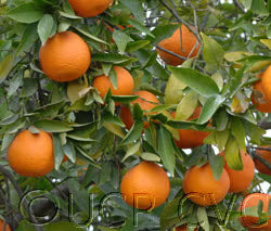 Fina Sodea Clementine Budwood citrus plant material online shopping