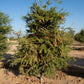 Ruby My Dear Australian Finger Lime Budwood citrus plant material online shopping