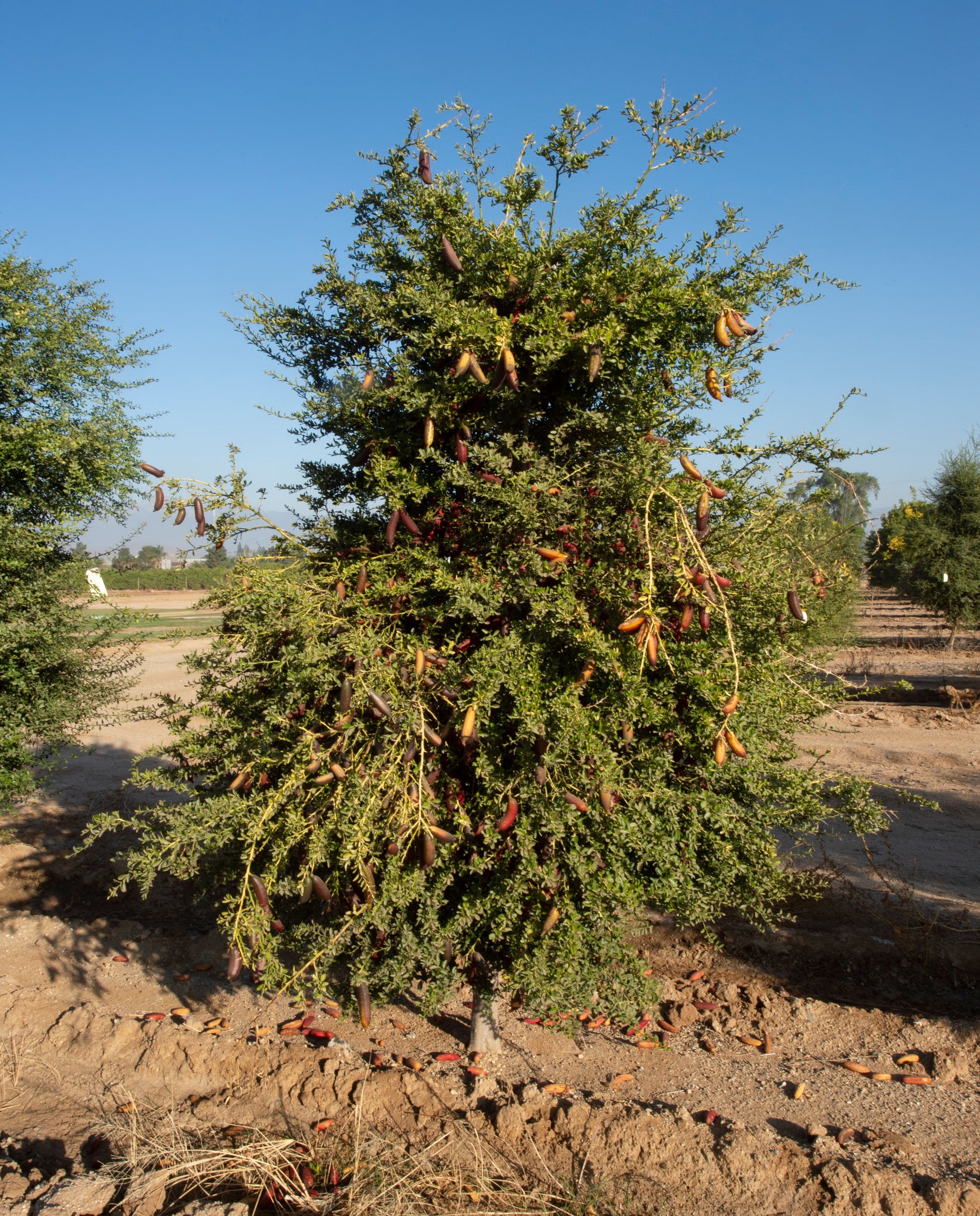 Ruby My Dear Australian Finger Lime Budwood citrus plant material online shopping