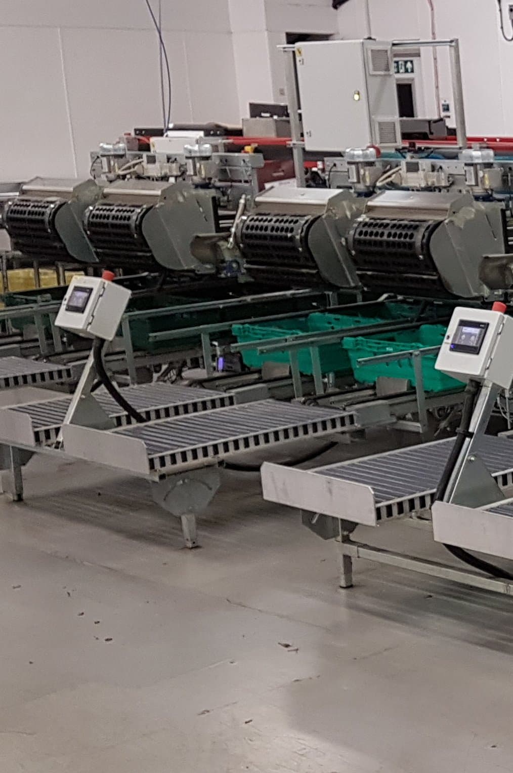 Aweta Mango Sorting and Packing Line