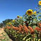 Russian Mammoth Organic Sunflower Seeds online shopping