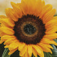Sunrich Orange Sunflower Seeds online shopping