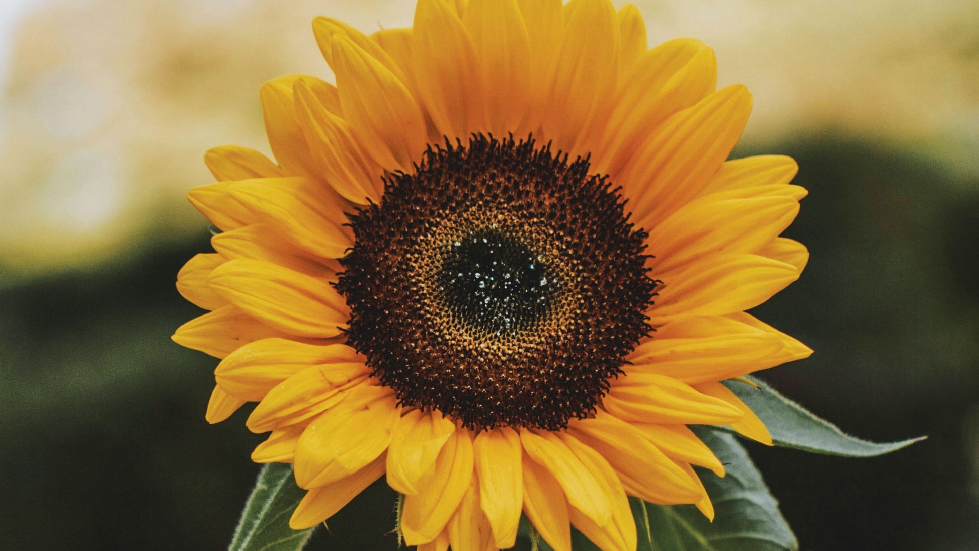 Sunrich Orange Sunflower Seeds online shopping