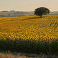 Incredible Sunflower Seeds online shopping