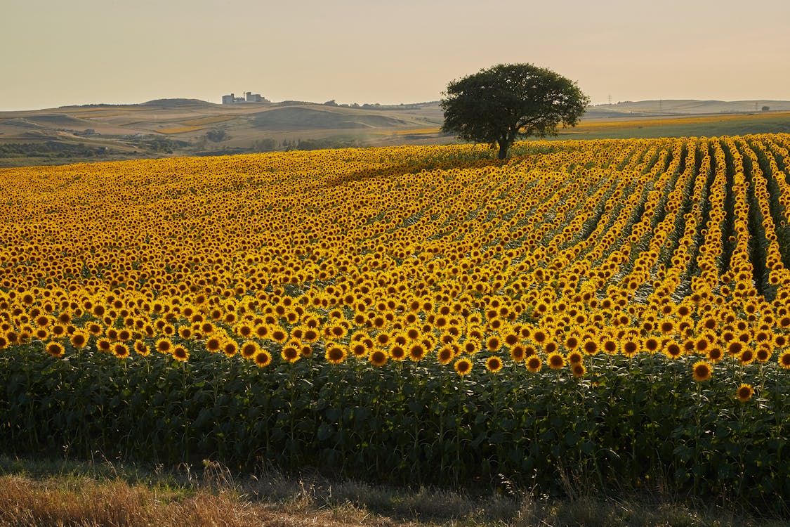 Incredible Sunflower Seeds online shopping
