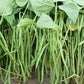 Masai Bush Bean Seeds online shopping