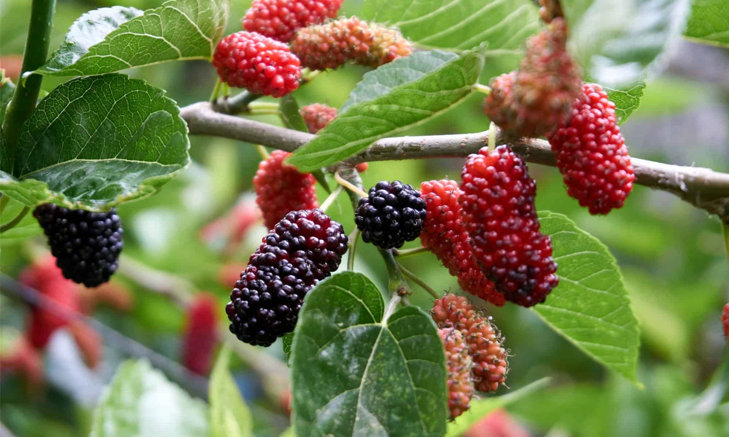 Mulberry Tree - Mûrier