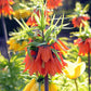 Imperialis Rubra Fritillaria Bulbs