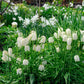 Meleagris Alba Fritillaria Bulbs