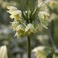 Raddeana Fritillaria Bulbs