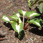 Raspberry Sundae Hosta Plant