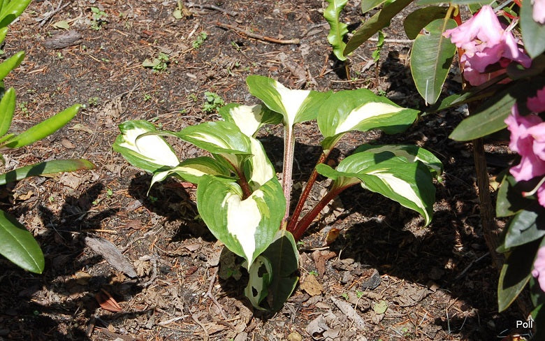 Raspberry Sundae Hosta Plant