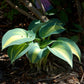 Touch of Class Hosta Plant