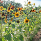 Autumn Beauty Sunflower Seeds online shopping
