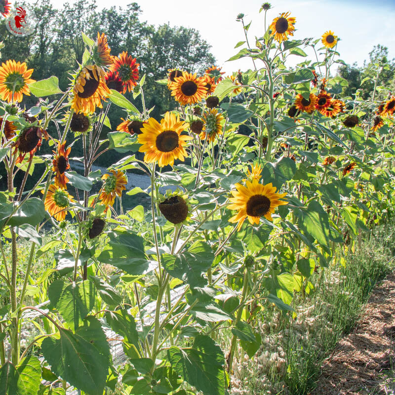 Autumn Beauty Sunflower Seeds online shopping