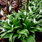 Woronowii Galanthus Bulbs