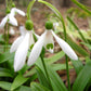 Woronowii Galanthus Bulbs